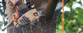 Best Tree Removal  in Mountain Home, NC