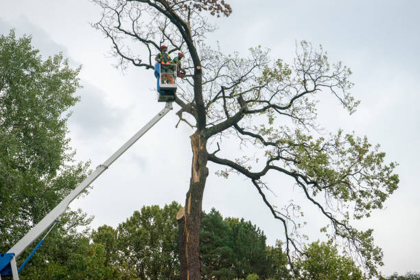 Best Emergency Tree Removal  in Mountain Home, NC
