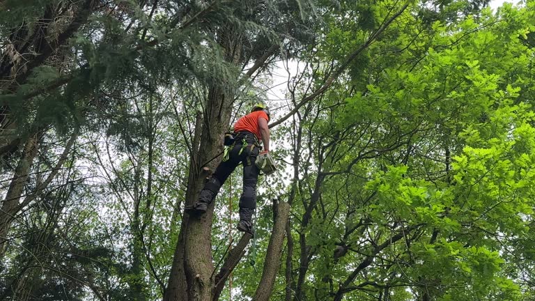 Best Tree Preservation Services  in Mountain Home, NC