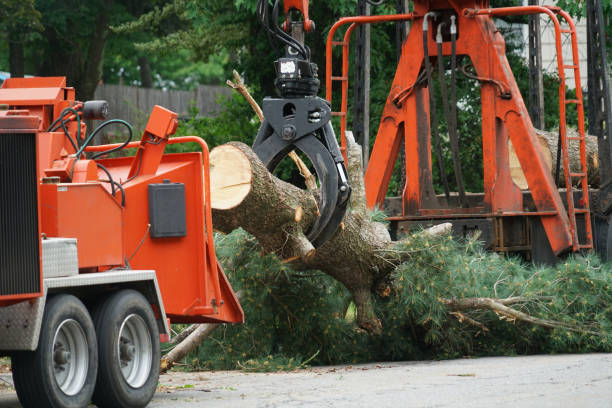 How Our Tree Care Process Works  in  Mountain Home, NC