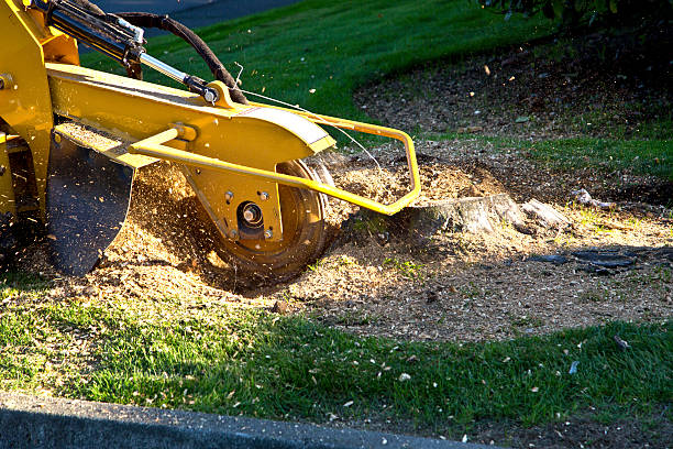 Mountain Home, NC Tree Removal Company