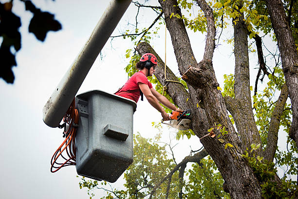 Best Hazardous Tree Removal  in Mountain Home, NC