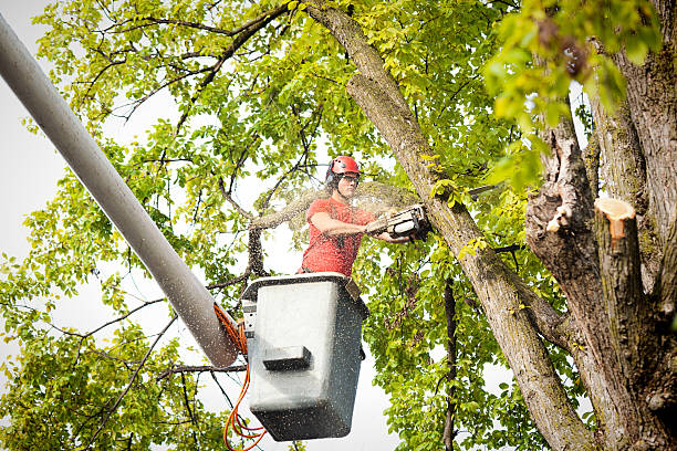 Best Stump Grinding and Removal  in Mountain Home, NC