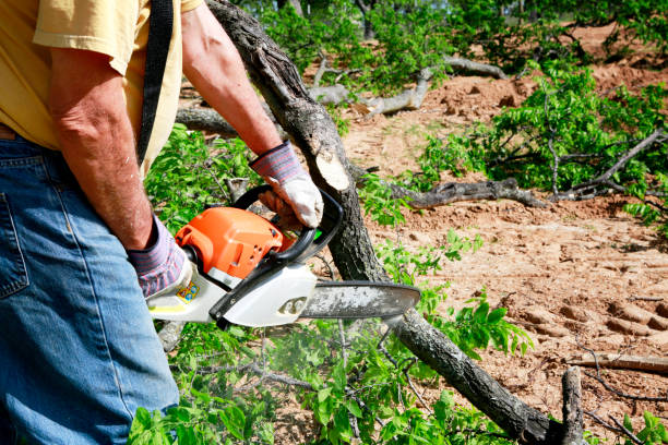 Best Tree Health Inspection  in Mountain Home, NC